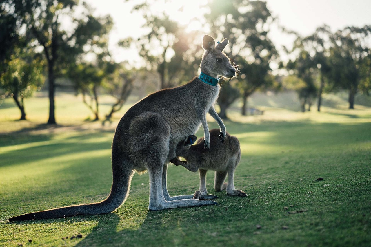 Jak zwiedzać Australię? – główne miejsca warte uwagi